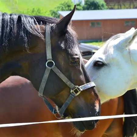 Horse Riding - Jezdecký Areál * Tršice