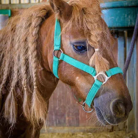 Horse Riding - Jezdecký Areál *