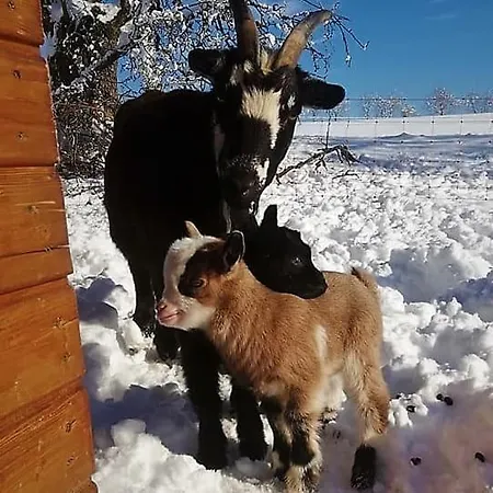 Horse Riding - Jezdecky Areal Tršice