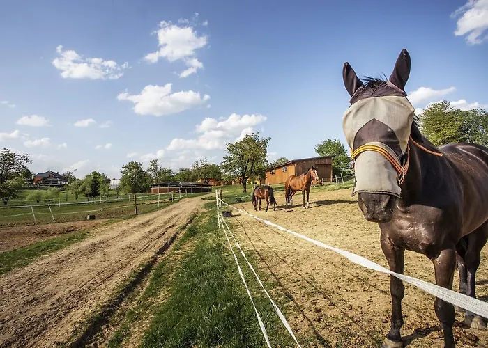 Horse Riding - Jezdecky Areal 팜스테이 Tršice
