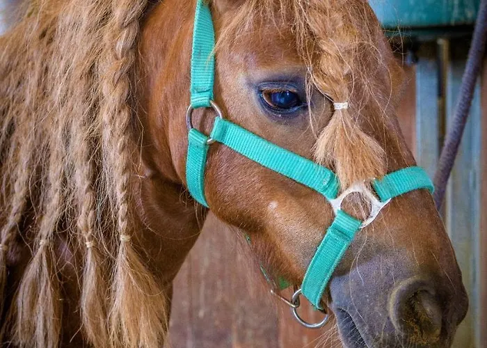 Horse Riding - Jezdecky Areal *